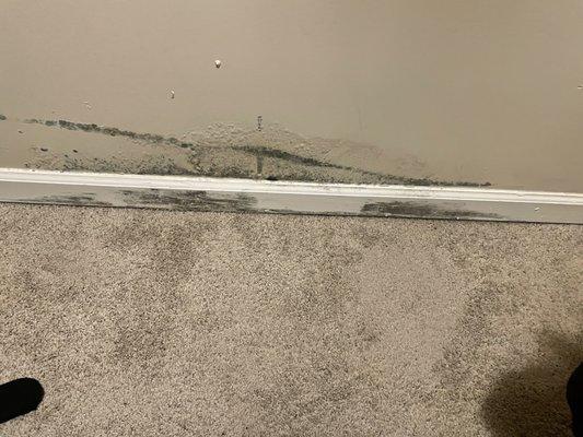 Moldy closet, water soaks the carpet through the wall.