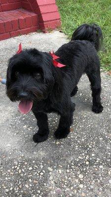 Our sweet 3 year old Havanese, Josie  Love the bows!