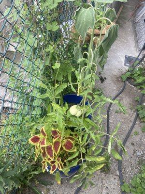 Another coleus plant with a tomato and a thirsty sunflower. Food can be grown anywhere.