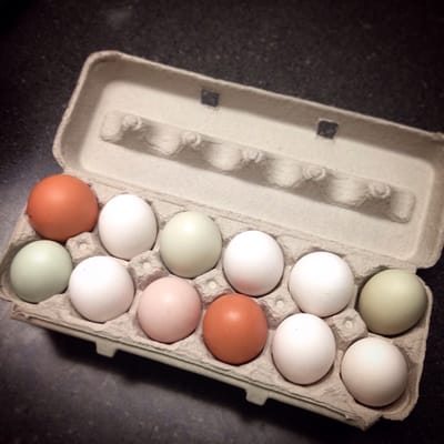 cage-free eggs