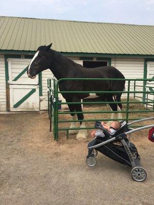 Flathead County Fairgrounds