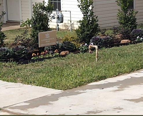 Check out these cabbage and Hollies we installed in McGregor. The cabbage grew twice the size in the photo!