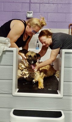 washing a dirty dog , he decided to lay down don't mind if I do