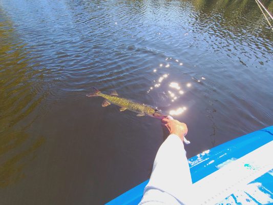 23 inch pickerel