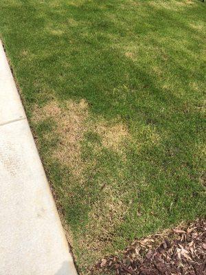 Grass dead and yellow, they treated it when it was to hot outside and made the yard look horrible.