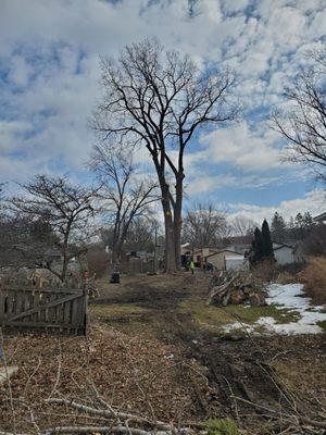 Tree jobs ..