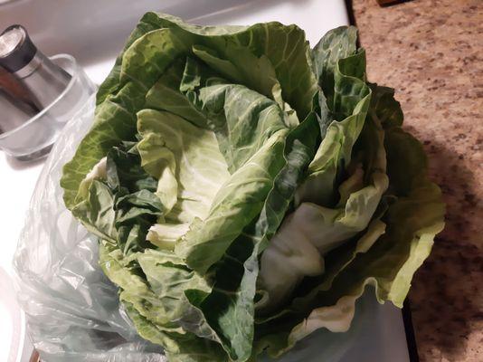 Suppose to be a cabbage!