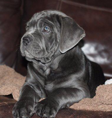 Blu Cane Corso