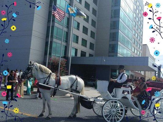 New Freedom Horse Drawn Carriages