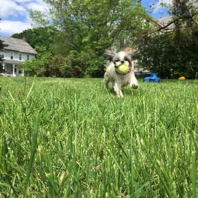 Here is our shih tzu Jack, almost 3 years later.