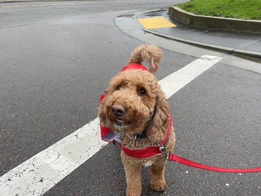 Bentley with a raincoat