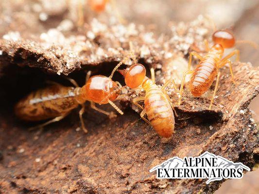 Alpine Exterminators