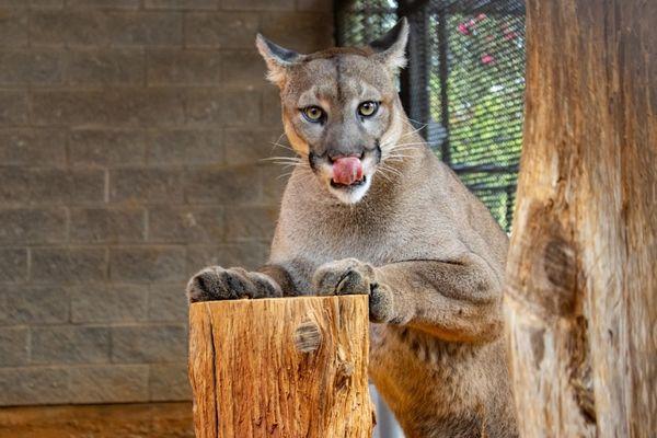 Tiger Creek Animal Sanctuary