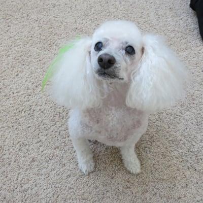 Wallace, our miniature poodle, looking dapper after his grooming at Peros y Gatos!