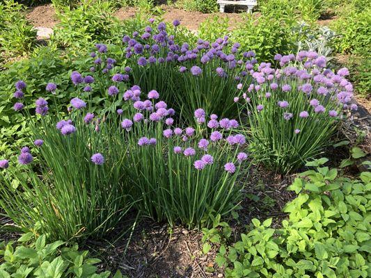 Flowering Herbs