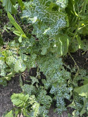 Bunch of weeds on the side of the trail. Nice and green so no fore danger.