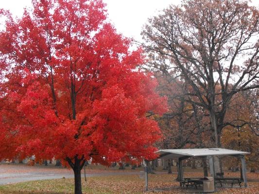 Colorful trees in the fall.