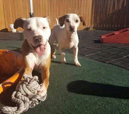 Charlie and Colby at doggie daycamp.