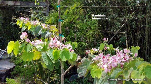 Small tree or large shrub. Long Blooming