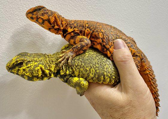 Most beautiful sunrise and sunset! Saharan Uromastyx.