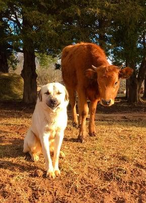 Anatolian Shepherd says "cheese..."