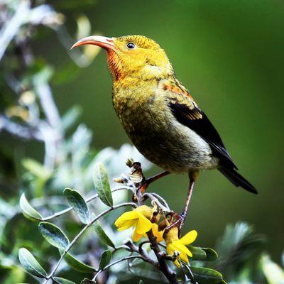 'I'iwi Pōlena Pōpolo on Māmane (HD Inkjet metal by Print Logic Hawaii!-) by Endangered Hawaii Photography