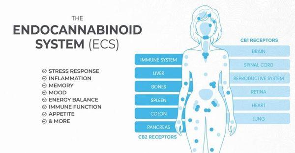 Interested in full-spectrum hemp/CBD oil?