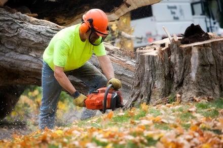 Big Tree removal