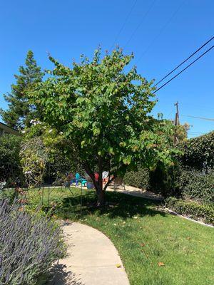 Red Bud tree is so happy.