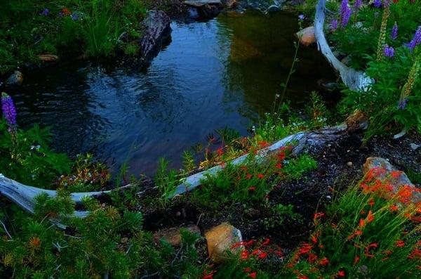 Ponds and Streams by Biologists