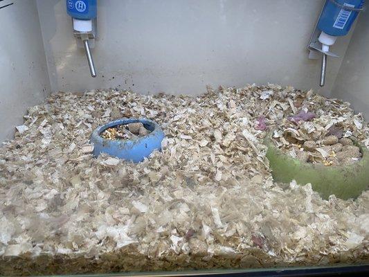 Baby mice living conditions.