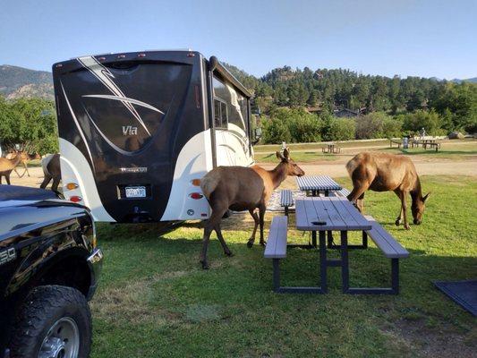 Elk in campground