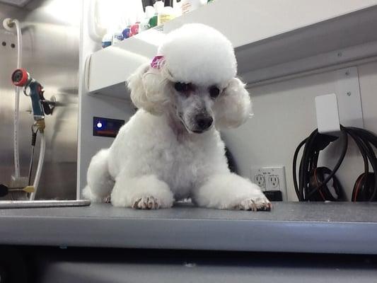 Sugar is so relaxed after her grooming