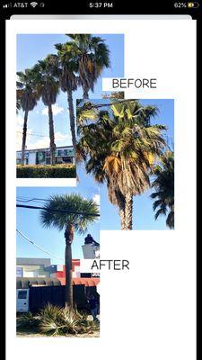 Tree trimming, bucket truck, cleaning palms, Washingtonian Palms, Sabal Palms, before and after.