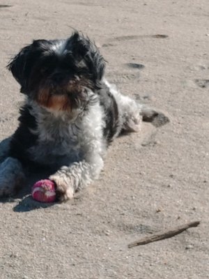 Kaida enjoying some fun in the sun and playing on the beach