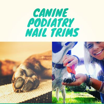 Keep your dog in proper posture and joint alignment with frequent podiatry nail trims.