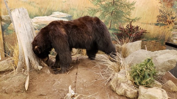 Wildlife display in the mall's concourse.