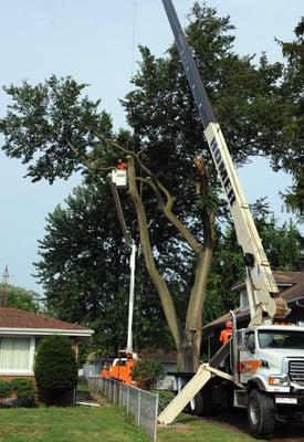 Homer Tree Care, Inc.  Wauconda IL