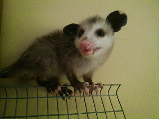 Possum's like to explore. This baby possums was in a master Bed room under the furniture.