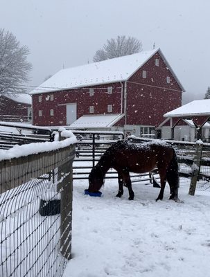 Windsong Arabians