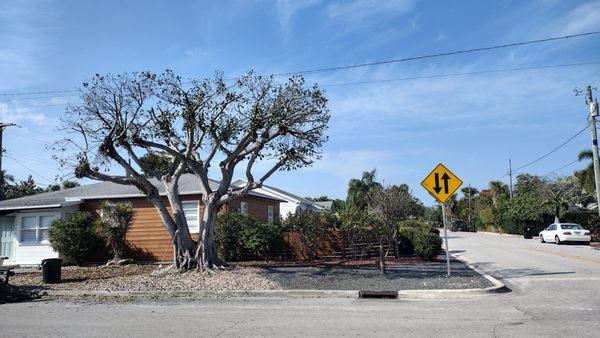 Perfect Cut Tree Landscaping