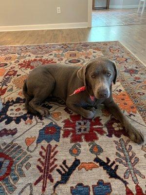 This is Sylvie. My Silver lab with her new haircut!