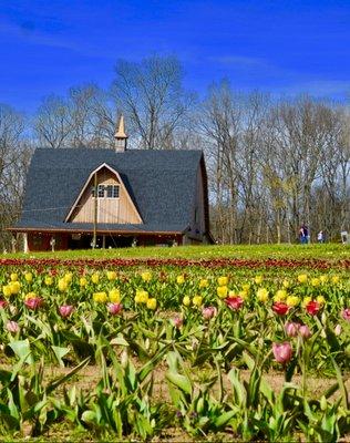 Liberty Grace Farms You Pick Tulip Festival.