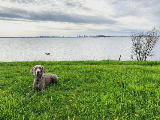 Lena loves a lush green lawn to lay on!