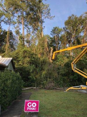 About half of the tree is down. Love the 90' lift for the guy cutting the tree. Last time the guy rode the crane ball up into the tree.