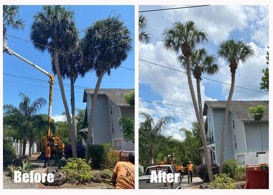 Palm Tree Trimming to make your property look more tropical.