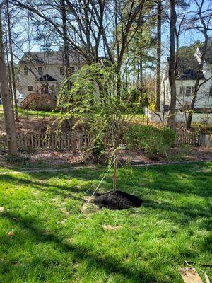 A weeping willow will is a great solution to a wet yard.