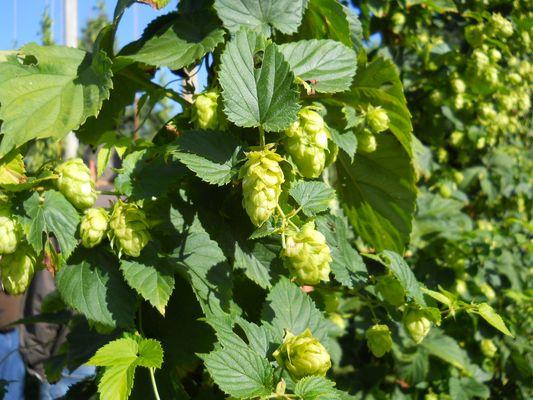 Grow More Hops