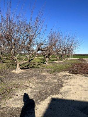 Before fruit tree trim