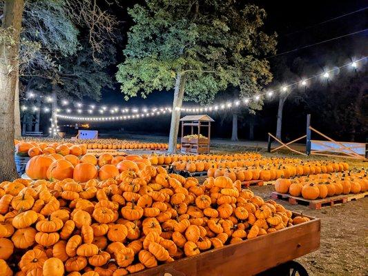 Bandy's Pumpkin Patch